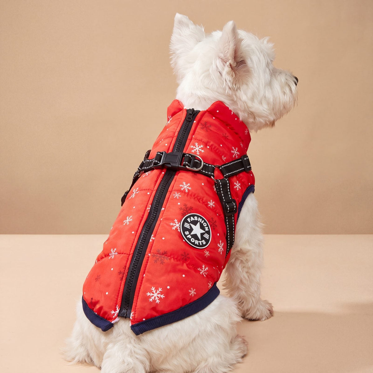 Westie vu de trois quarts dos avec le zip dorsal du manteau rouge vif à flocons, fond beige