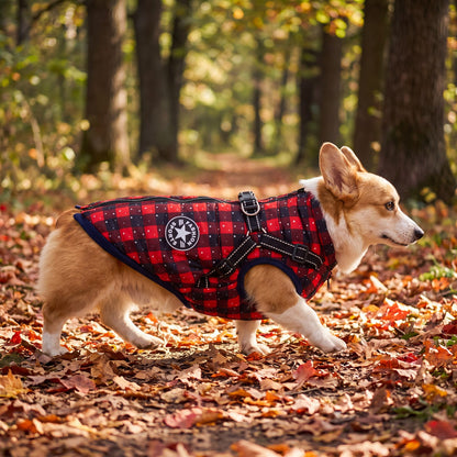 Corgi en balade en forêt d'automne portant le manteau pour chien tartan rouge doublé polaire