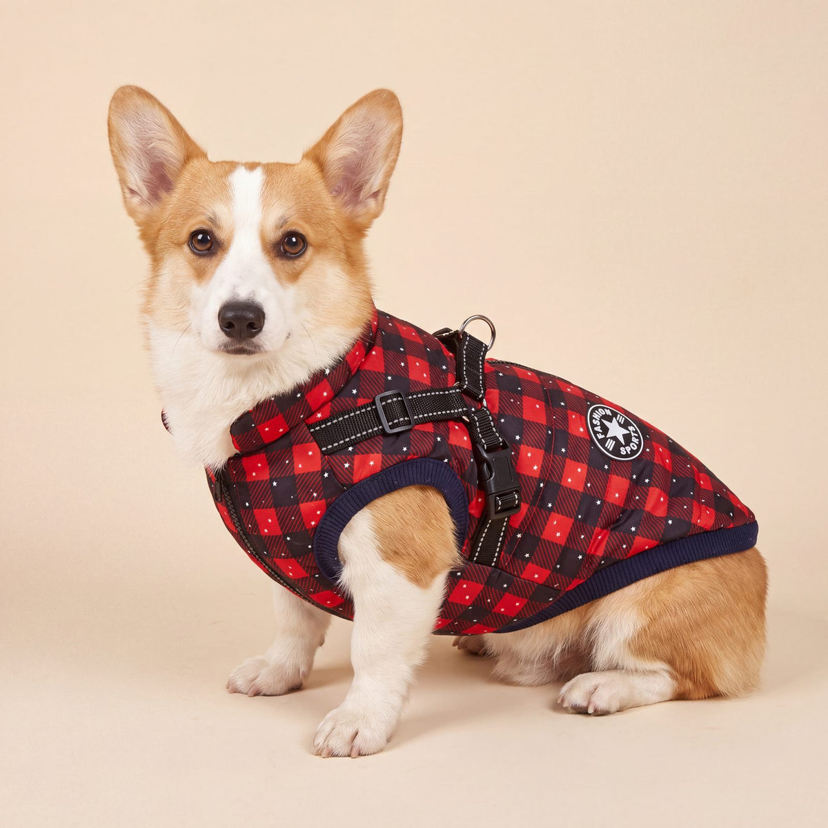Corgi assis de face en studio portant le manteau pour chien tartan rouge avec harnais intégré