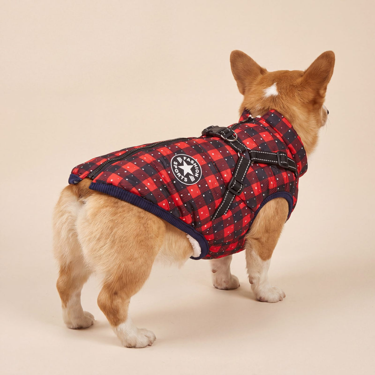 Corgi vu de dos en trois-quarts en studio, manteau pour chien tartan rouge avec zip dorsal