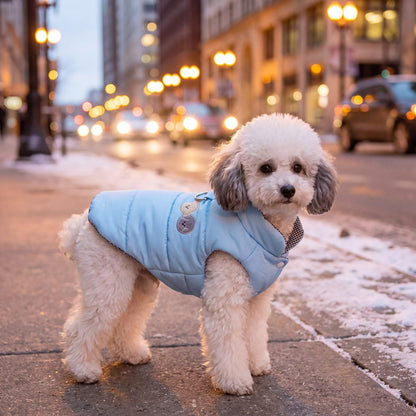 Petit chien blanc debout sur un trottoir enneigé en ville le soir, portant une doudoune bleu ciel avec harnais intégré