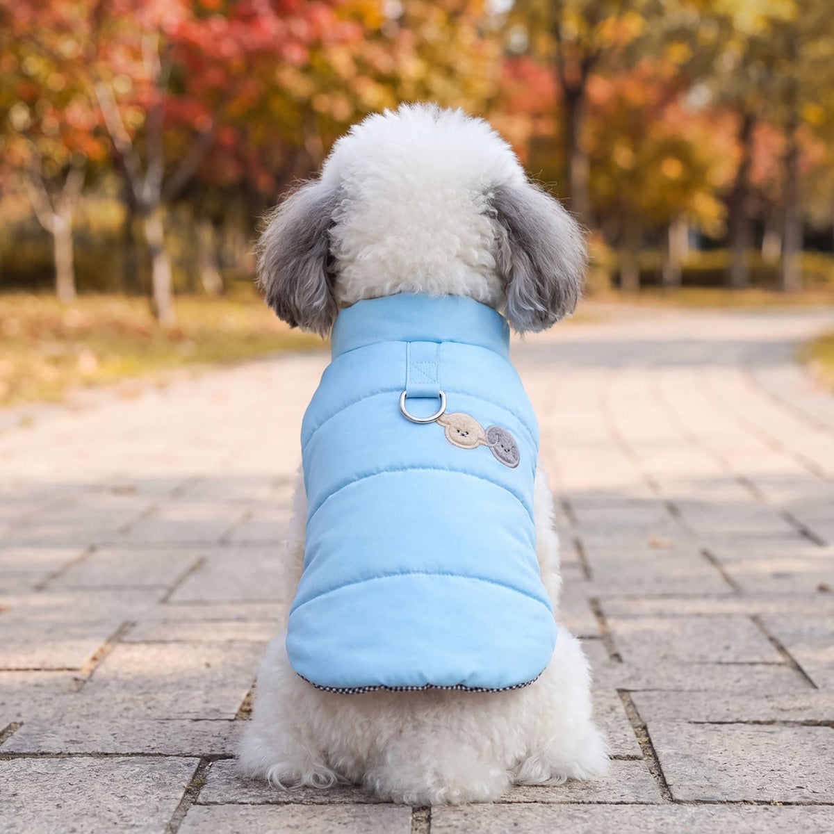 Petit chien blanc vu de dos sur une allée de parc, portant une doudoune bleu ciel avec anneau en D