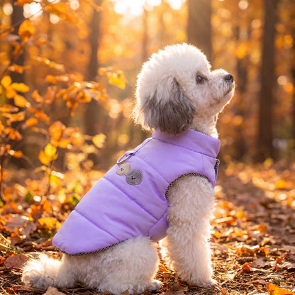 Caniche blanc assis de profil en contre-jour dans une forêt dorée, doudoune violette pour chien