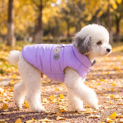 Caniche blanc trottant de profil en doudoune violette sur un chemin d'automne