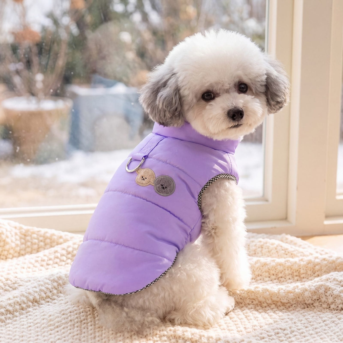 Caniche blanc assis près d'une fenêtre sur un plaid, portant une doudoune violette pour chien