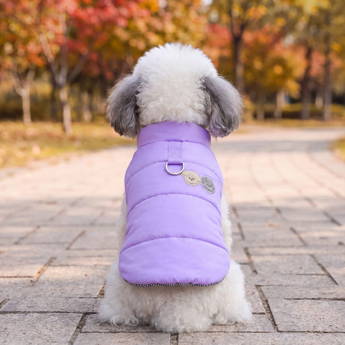 Caniche blanc vu de dos en doudoune violette avec anneau en D, dans un parc d'automne