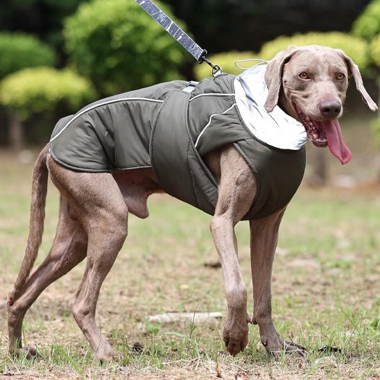 Manteau pour chien | Imperméable & Ajustable