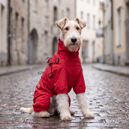Chien assis de face dans une rue pavée sous la pluie, vêtu d'un manteau rouge imperméable à col haut