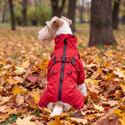 Vue de dos d'un chien assis dans les feuilles d'automne avec un manteau rouge, harnais à deux anneaux et fermeture zippée