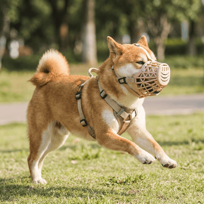museliere cage a cordon ajustable sur shiba inu qui court dans un parc