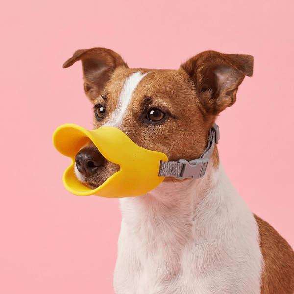 Muselière Chien Bec de Canard Chien store jaune portée par un petit Jack Russell sur fond rose