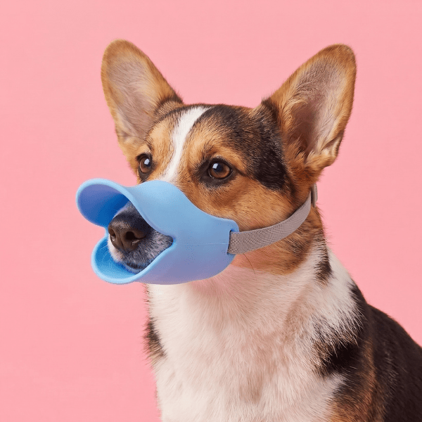 Muselière Chien Bec de Canard Chien store bleue confortable fixée sur un Corgi tricolore