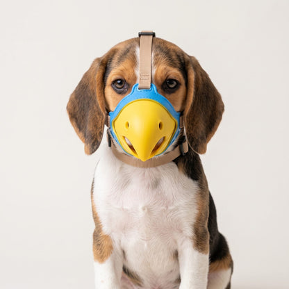 Muselière chien bec de perroquet TPR bleue et jaune portée par un chiot Beagle tricolore de face
