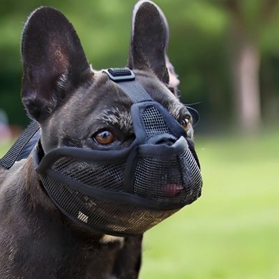 Bouledogue français noir portant muselière chien noire gros plan sur le visage et la fixation - BullyComfort