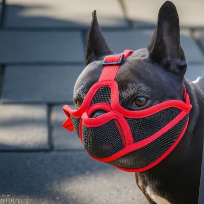  Vue latérale de la muselière chien bouledogue français rouge ajustée – BullyComfort™