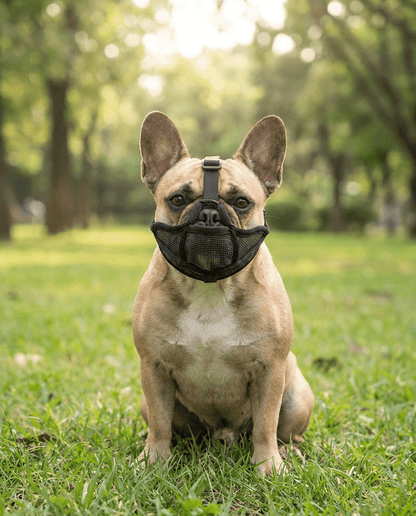 museliere chien museau plat noire sur bouledogue francais portrait
