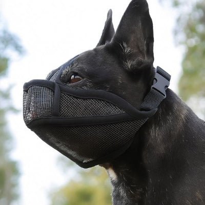 Vue rapprochée de la maille respirante et de la sangle réglable de la muselière pour bouledogue français – BullyComfort™
