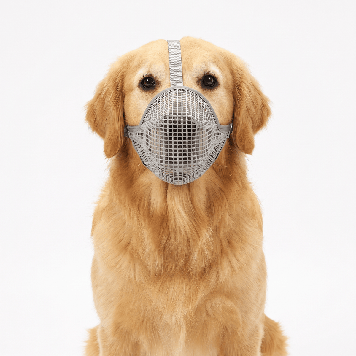 museliere chien cage en nylon grise sur golden retriever packshot