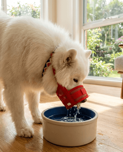 museliere chien a clip de securite rouge sur samoyede qui boit de l'eau