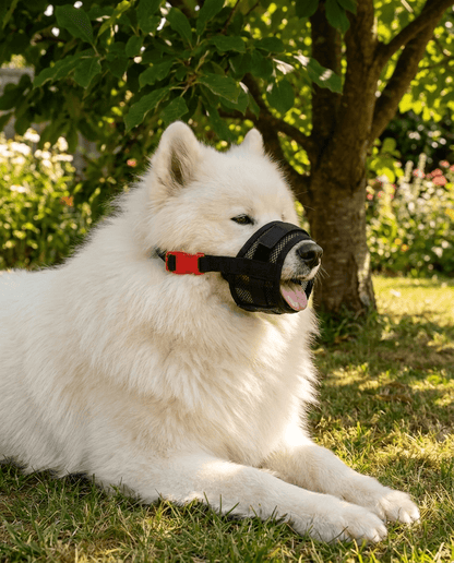 museliere chien a clip de securite noire sur samoyede qui halete a l'ombre