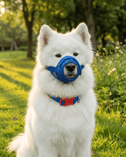 museliere chien a clip de securite bleue sur samoyede portrait parc