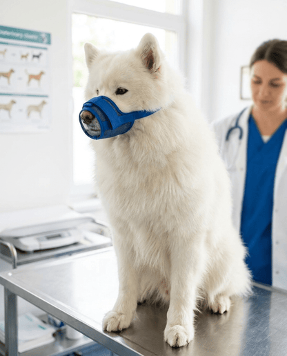museliere chien a clip de securite bleue sur samoyede chez le veterinaire