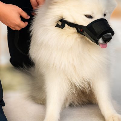 Muselière chien noire légère pour Samoyède avec sangles ajustables – Confort Plus | Chienstore