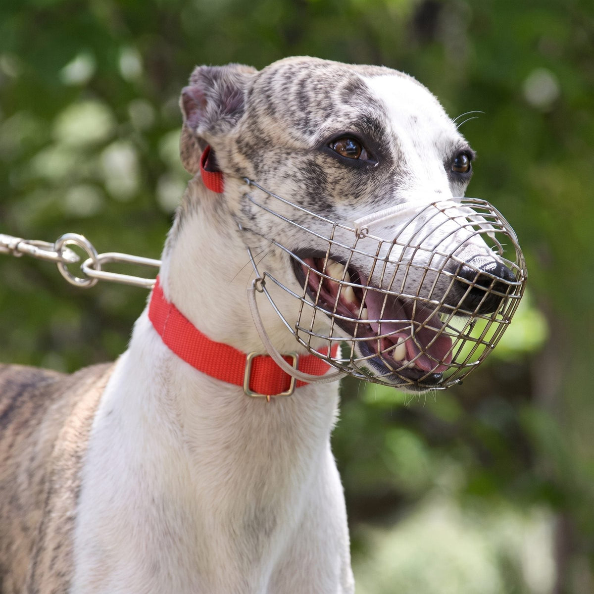guide des tailles museliere chien museau long levriguard S M L circonference museau