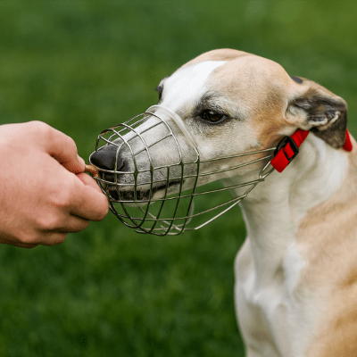 muselière chien whippet recevant une friandise à travers une muselière cage métal LevriGuard™ éducation positive
