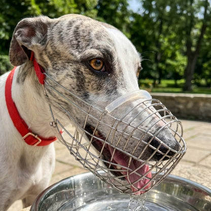 museliere chien museau long acier inoxydable levriguard whippet qui boit de l'eau