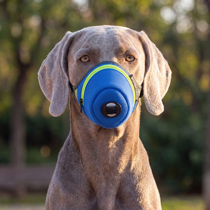 Portrait en gros plan d'un chien portant une muselière masque anti-poussière bleue avec bande réfléchissante
