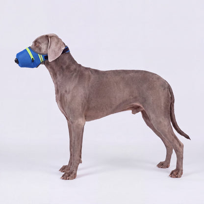 Chien de profil sur fond clair portant une muselière masque anti-poussière bleue en maille avec valve à l'avant et bande réfléchissante