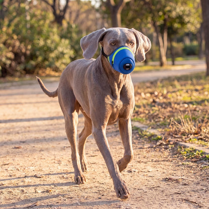 Chien qui trotte en promenade avec une muselière masque anti-poussière bleue en maille