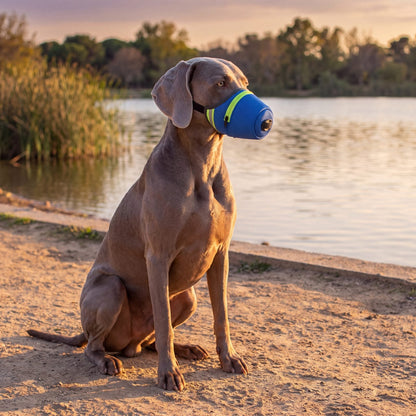 Chien assis au bord d'un lac au coucher du soleil avec une muselière masque anti-poussière bleue en maille