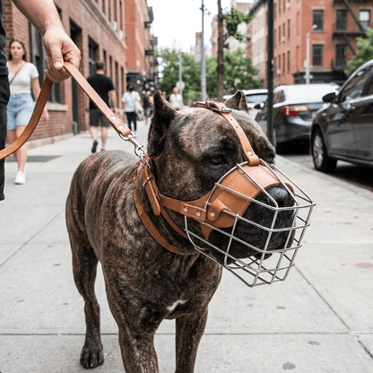 museliere chien musoguard marron clair sur cane corso promenade en ville