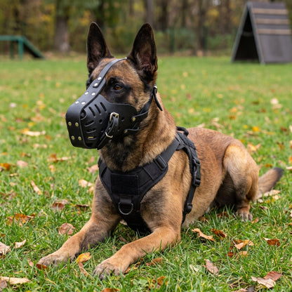 Chien berger belge malinois couché dans l'herbe portant la muselière de frappe en cuir noir MuzoSteel.