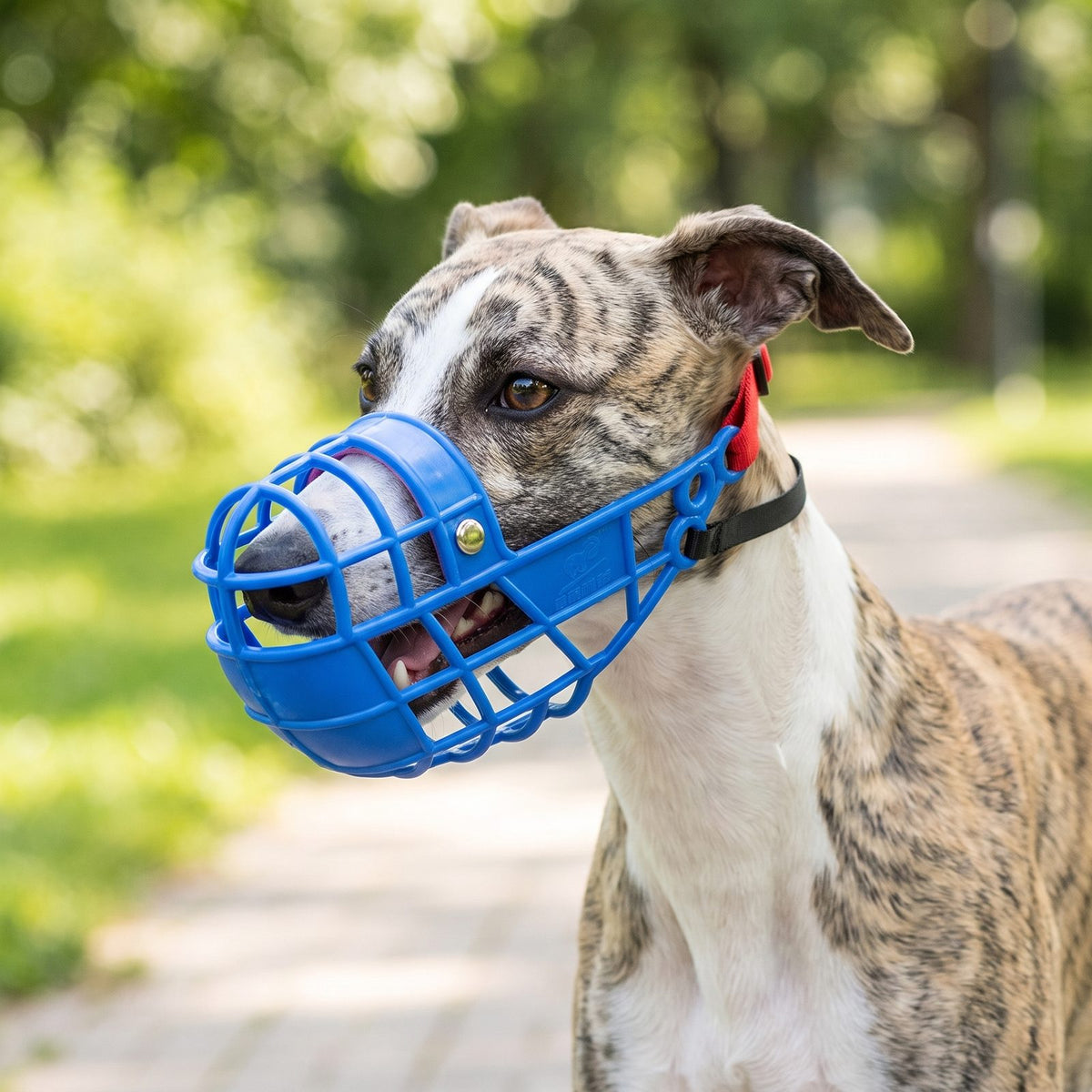 Chien haletant portant une muselière chien panier plastique bleue en extérieur