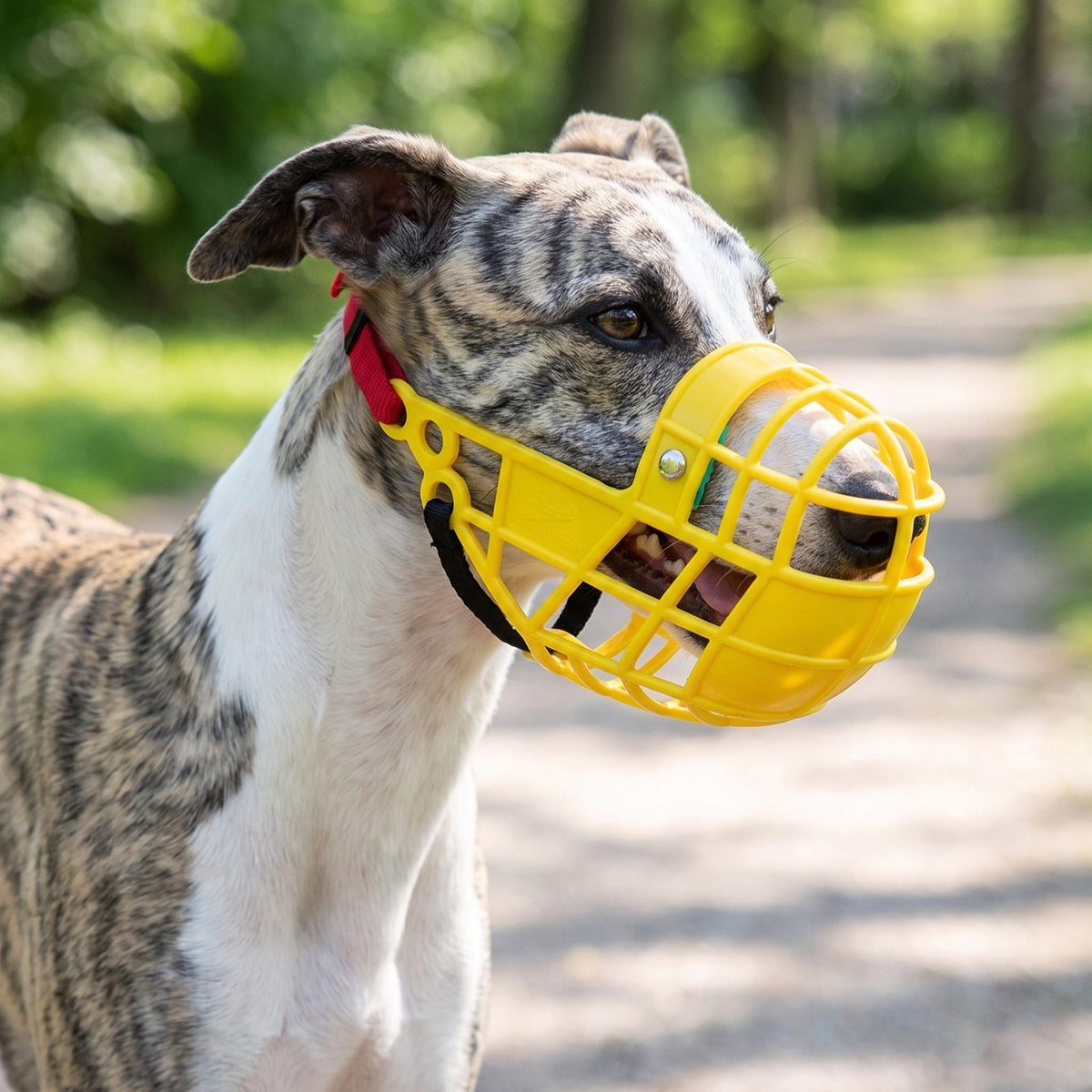 Chien calme portant une muselière chien panier plastique jaune en extérieur