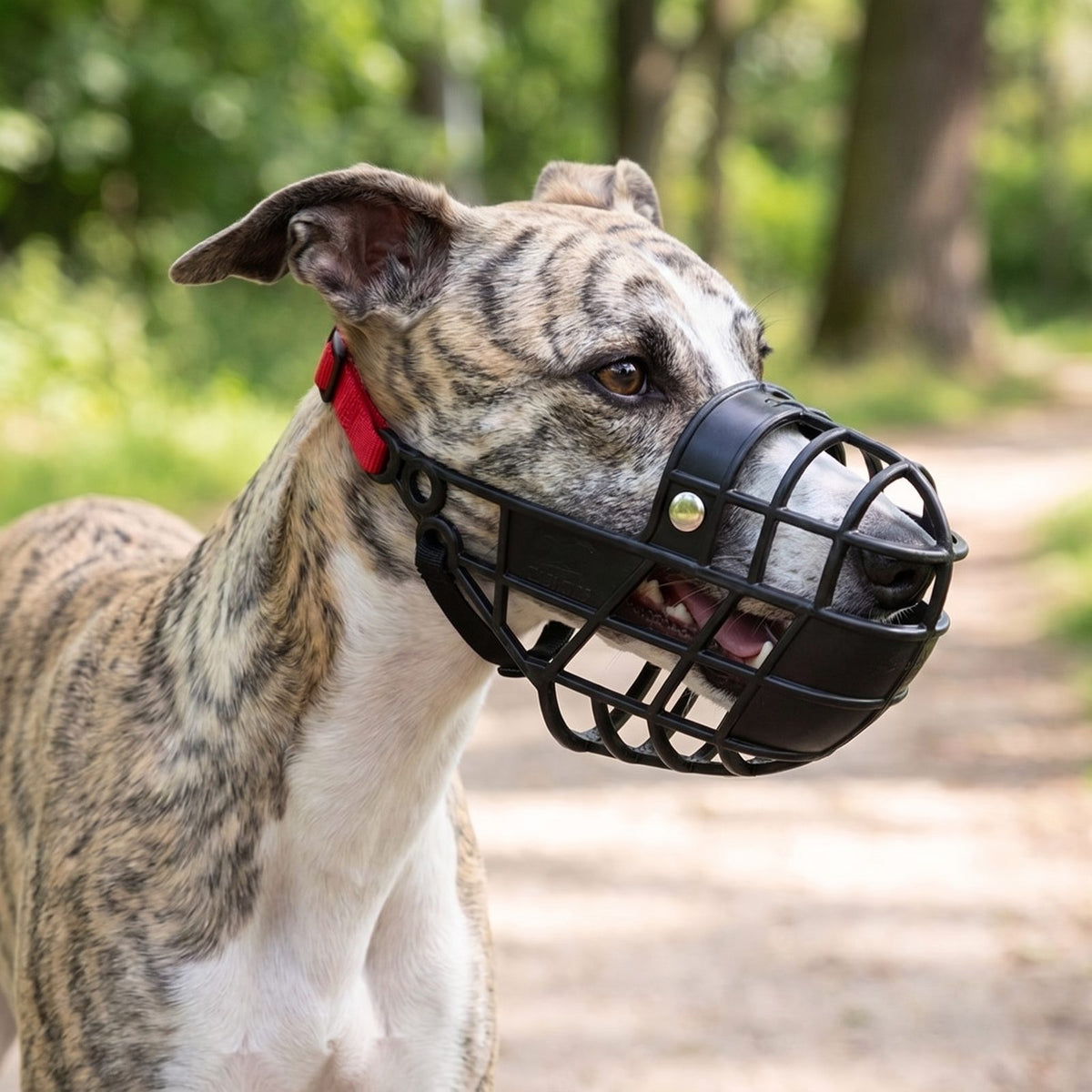 Chien au repos portant une muselière chien panier plastique noire, vue de profil