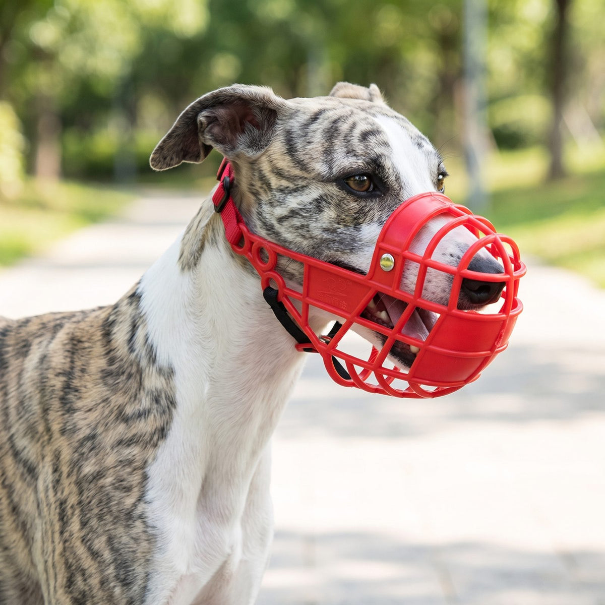 Chien portant une muselière chien panier plastique rouge, oreilles en arrière en extérieur