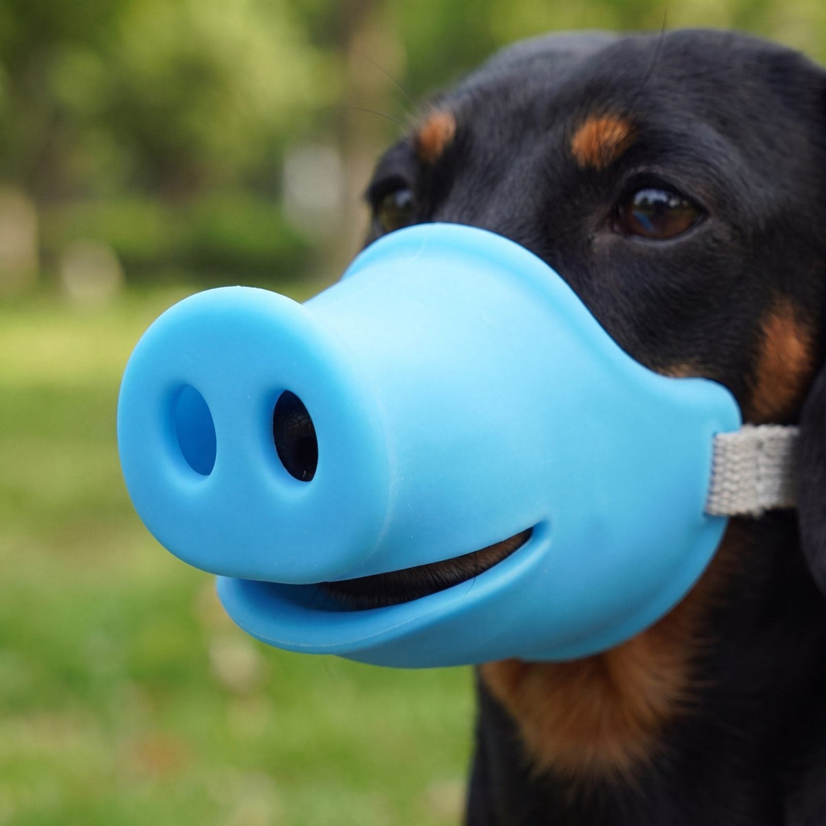 Gros plan sur le museau en silicone bleu d'une muselière groin de cochon avec ses deux narines