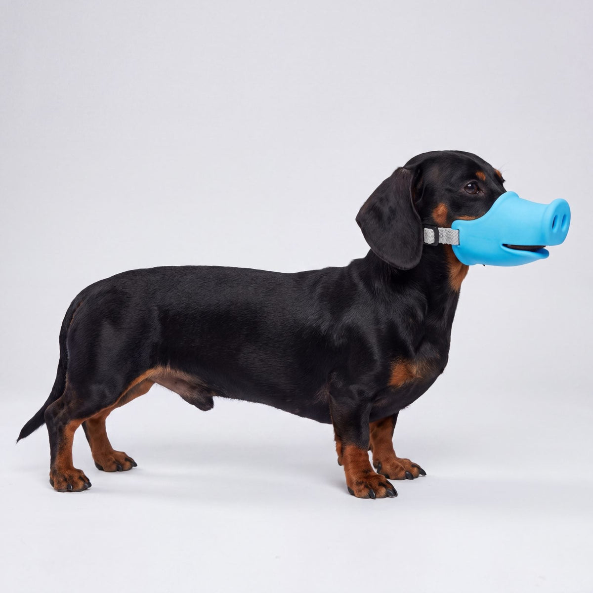 Teckel noir et feu de profil sur fond gris clair portant une muselière chien en silicone bleue groin de cochon