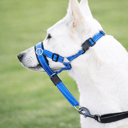 Museliere chien SnoutEase portee par un chien blanc en promenade offrant controle et securite pendant la marche
