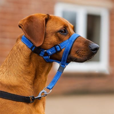 Muselière chien bleu anti traction calme SnoutEase
