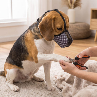 museliere chien tissu pied-de-poule beagle pendant une coupe de griffes a la maison