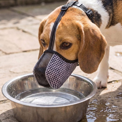 museliere chien tissu pied-de-poule beagle qui boit de l'eau museau ouvert