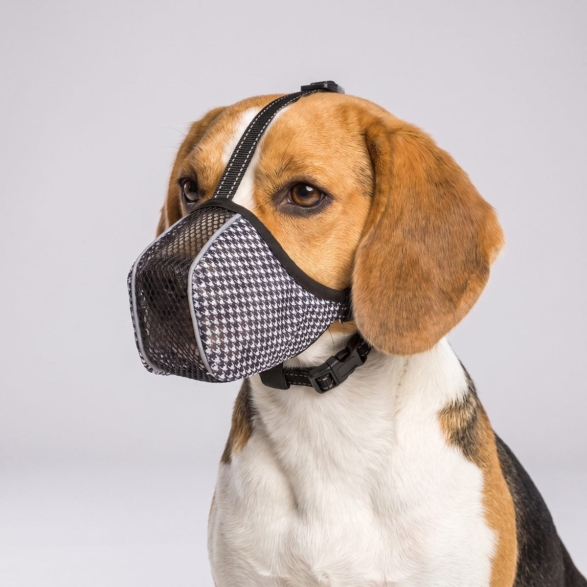 museliere chien tissu pied-de-poule beagle collage lifestyle 4 vues parc jardin salon exterieur