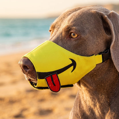 Gros plan sur le visage d'un chien portant la muselière chien tissu rigolote jaune citron au coucher du soleil