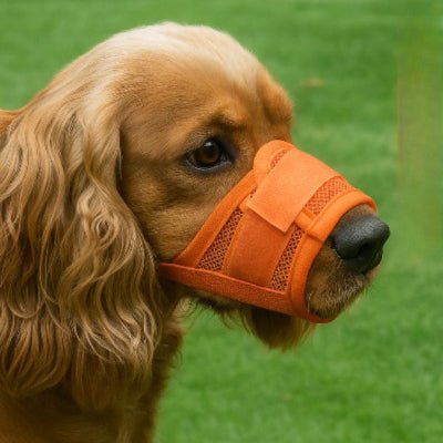 Muselière chien légère orange cocker spaniel museau moyen MusoLight