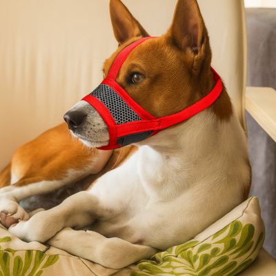Muselière chien rouge nylon respirant sur basenji en intérieur ZenMuzzle